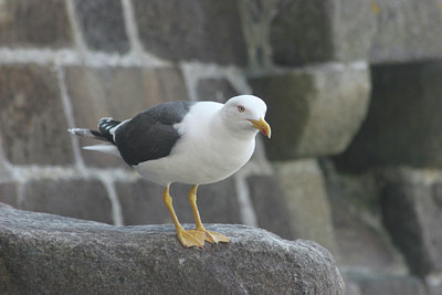 BUITEN BEELD Foto: 9676