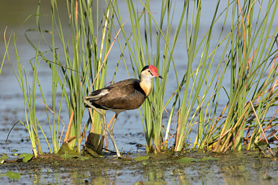 BUITEN BEELD Foto: 9693