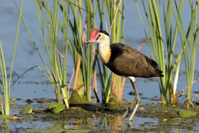 BUITEN BEELD Foto: 9695