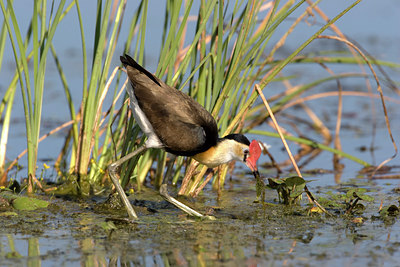 BUITEN BEELD Foto: 9696