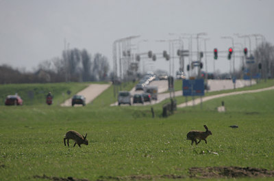 BUITEN BEELD Foto: 9733