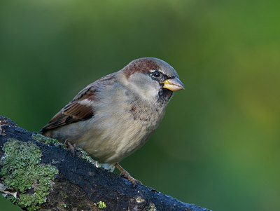 BUITEN BEELD Foto: 9761