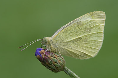 BUITEN BEELD Foto: 9764