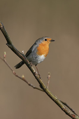 BUITEN BEELD Foto: 9772