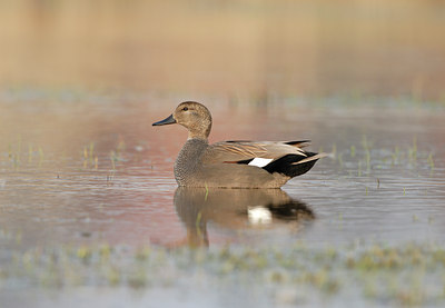 BUITEN BEELD Foto: 9777