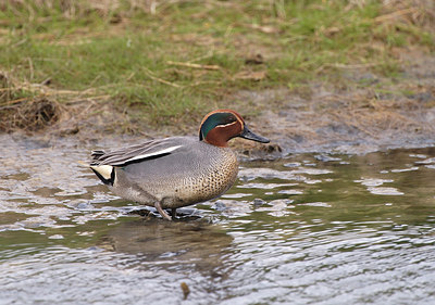 BUITEN BEELD Foto: 9783