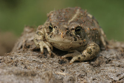BUITEN BEELD Foto: 9789