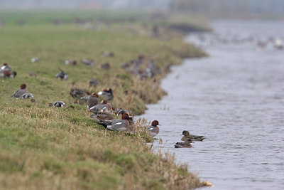 BUITEN BEELD Foto: 9838