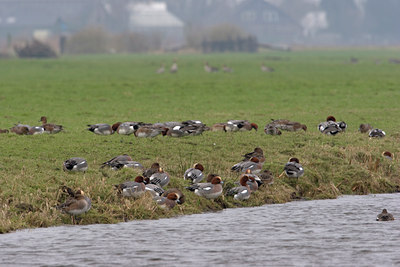 BUITEN BEELD Foto: 9841
