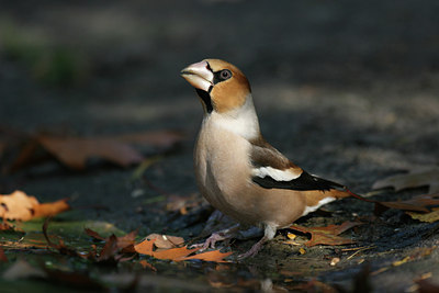 BUITEN BEELD Foto: 9852