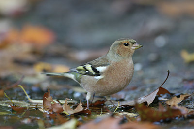 BUITEN BEELD Foto: 9857