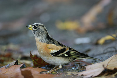 BUITEN BEELD Foto: 9859