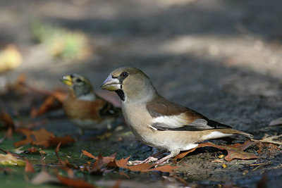 BUITEN BEELD Foto: 9860