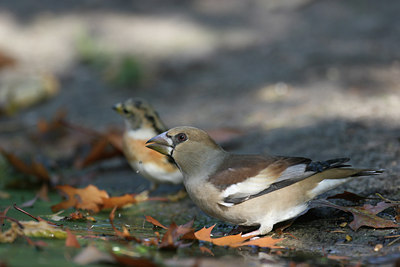 BUITEN BEELD Foto: 9864