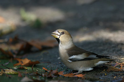 BUITEN BEELD Foto: 9867