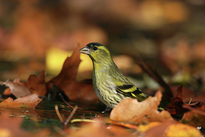 BUITEN BEELD Foto: 9868