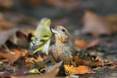 BUITEN BEELD Foto: 9872