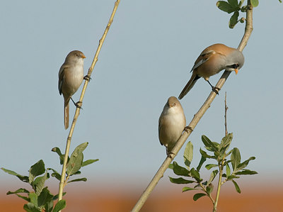 BUITEN BEELD Foto: 9906