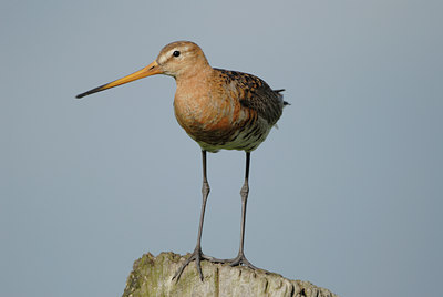 BUITEN BEELD Foto: 9918