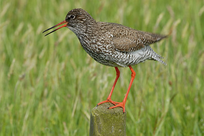 BUITEN BEELD Foto: 9922