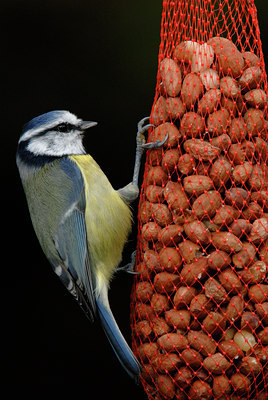 BUITEN BEELD Foto: 9934