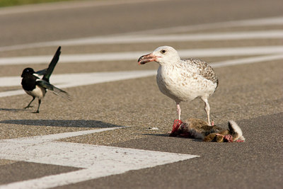 BUITEN BEELD Foto: 9971