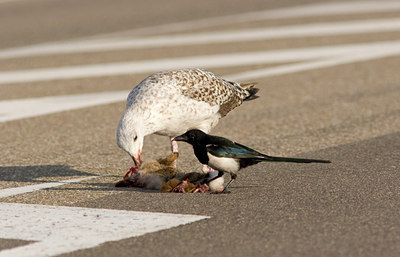 BUITEN BEELD Foto: 9972