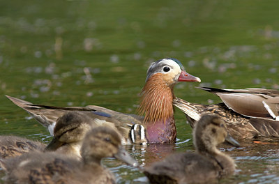 BUITEN BEELD Foto: 9975