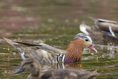 BUITEN BEELD Foto: 9976