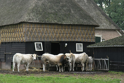 BUITEN BEELD Foto: 9990