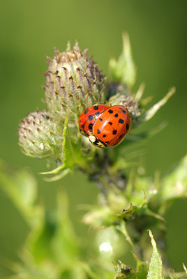 BUITEN BEELD Foto: 99014