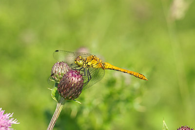 BUITEN BEELD Foto: 99015