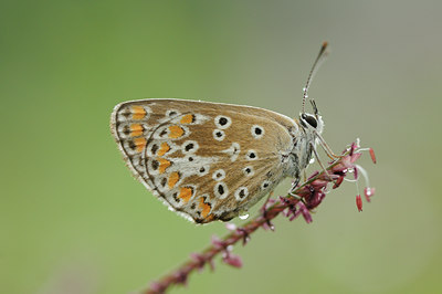 BUITEN BEELD Foto: 99020
