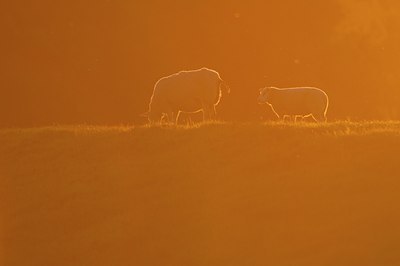 BUITEN BEELD Foto: 99059