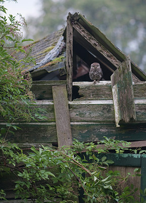 BUITEN BEELD Foto: 99086