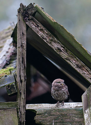 BUITEN BEELD Foto: 99092