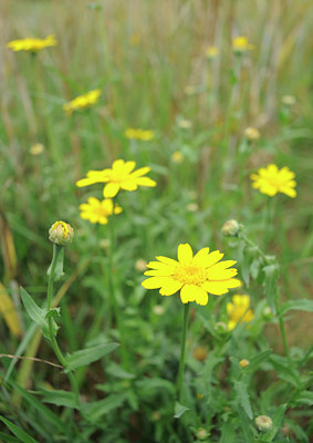 BUITEN BEELD Foto: 99105