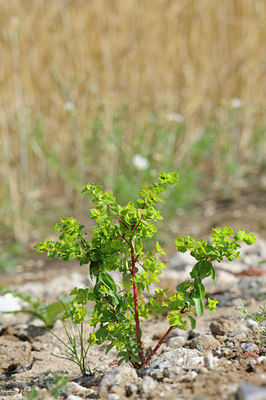 BUITEN BEELD Foto: 99120