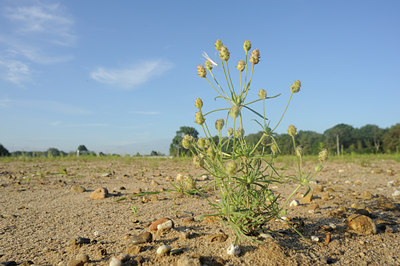 BUITEN BEELD Foto: 99134