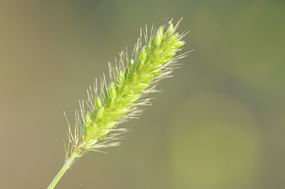 BUITEN BEELD Foto: 99139