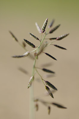 BUITEN BEELD Foto: 99142