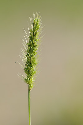 BUITEN BEELD Foto: 99143