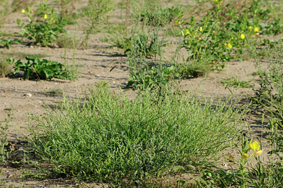 BUITEN BEELD Foto: 99149