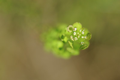 BUITEN BEELD Foto: 99151