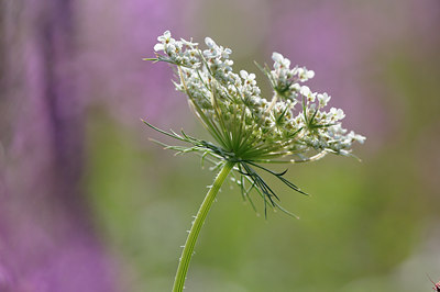 BUITEN BEELD Foto: 99197