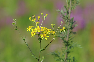 BUITEN BEELD Foto: 99202