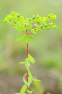 BUITEN BEELD Foto: 99239