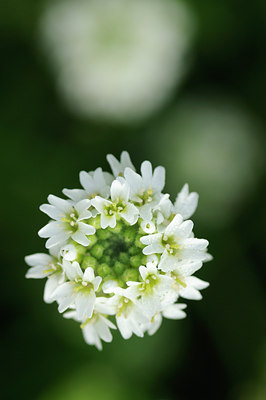 BUITEN BEELD Foto: 99245
