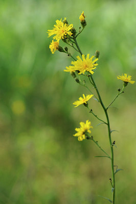 BUITEN BEELD Foto: 99275