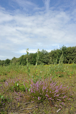 BUITEN BEELD Foto: 99276